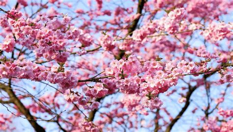 Cherry Blossom-inspired Art Exhibitions in 2020